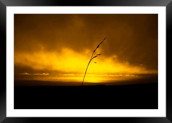 Sunset and Grass Framed Mounted Print by Svetlana Sewell