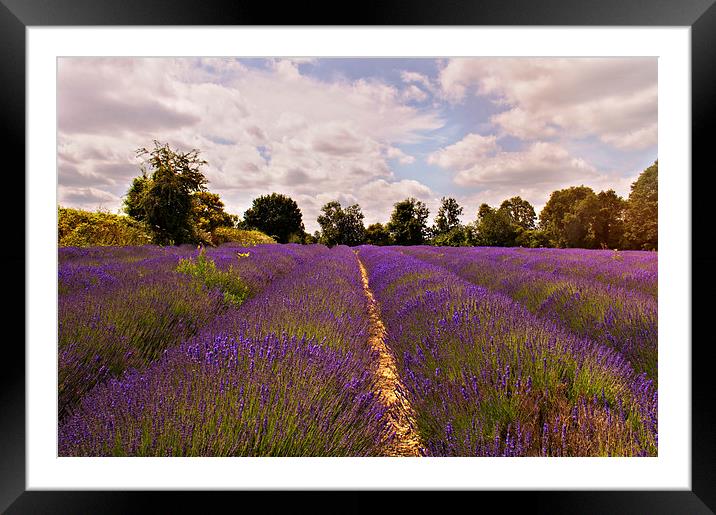 Lavender  Framed Mounted Print by Dawn Cox