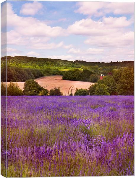 Typical Kent Scene  Canvas Print by Dawn Cox