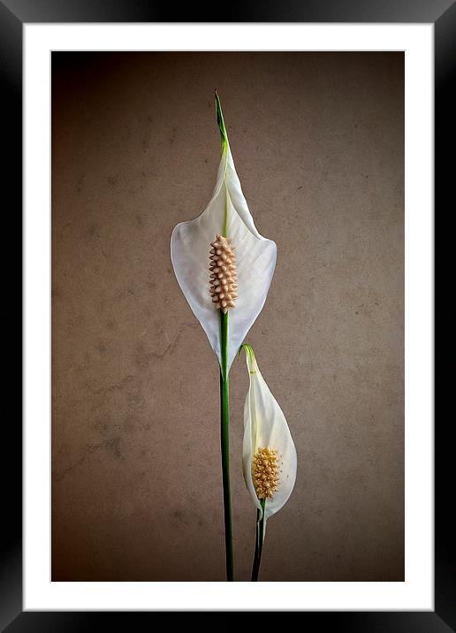  Peace Lily Framed Mounted Print by John Baker