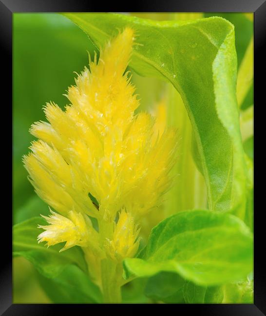  Celosia Yellow Flora Framed Print by Clive Eariss