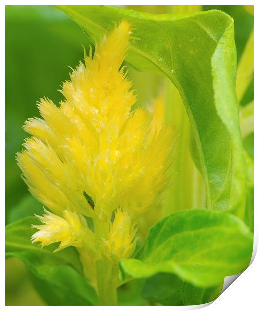  Celosia Yellow Flora Print by Clive Eariss