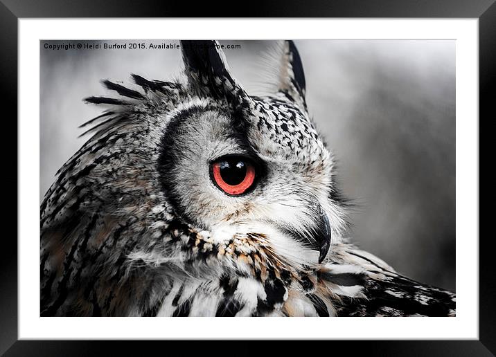  Eurasian eagle owl  Framed Mounted Print by Heidi Burford