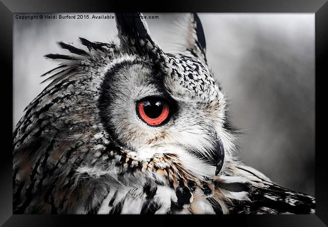  Eurasian eagle owl  Framed Print by Heidi Burford