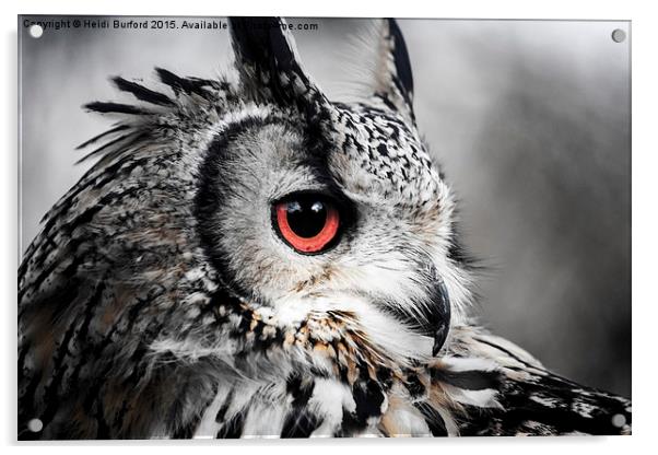  Eurasian eagle owl  Acrylic by Heidi Burford