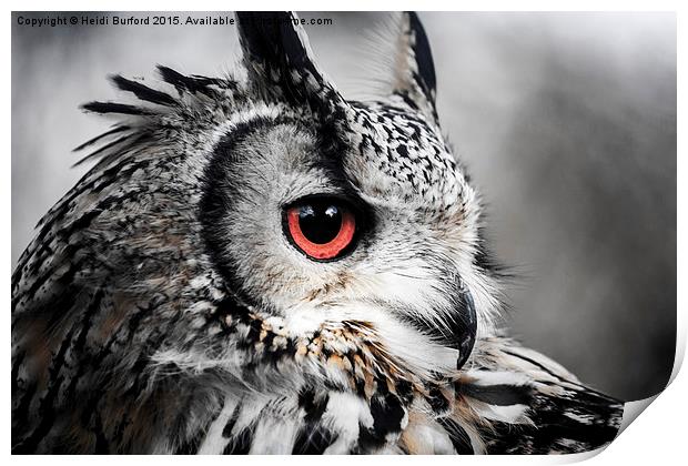  Eurasian eagle owl  Print by Heidi Burford