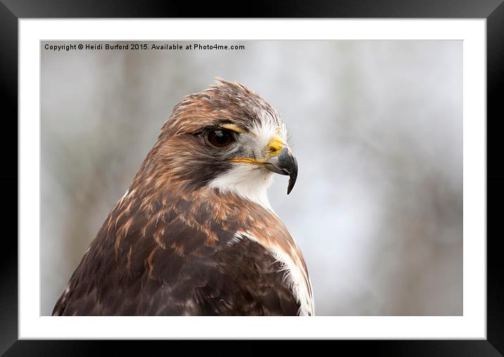  Red tailed Eagle Framed Mounted Print by Heidi Burford