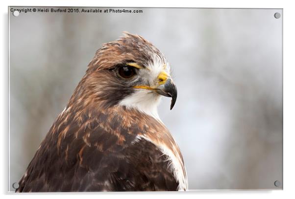  Red tailed Eagle Acrylic by Heidi Burford