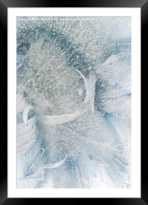 Frozen Daisy Framed Mounted Print by Ann Garrett