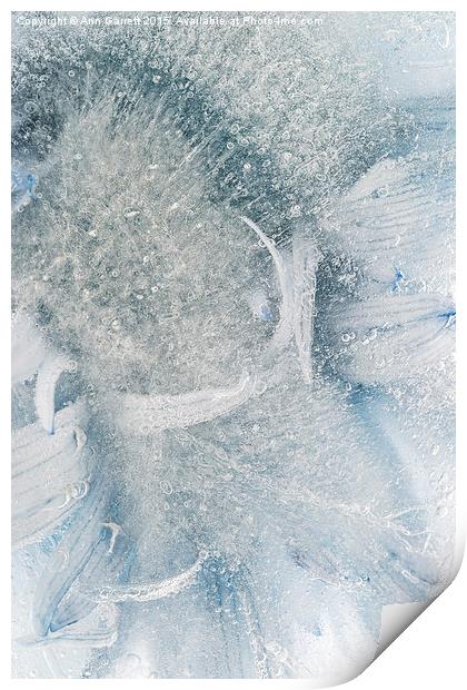 Frozen Daisy Print by Ann Garrett