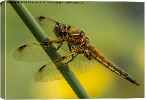  Four Spotted Chaser Canvas Print by Sandi-Cockayne ADPS