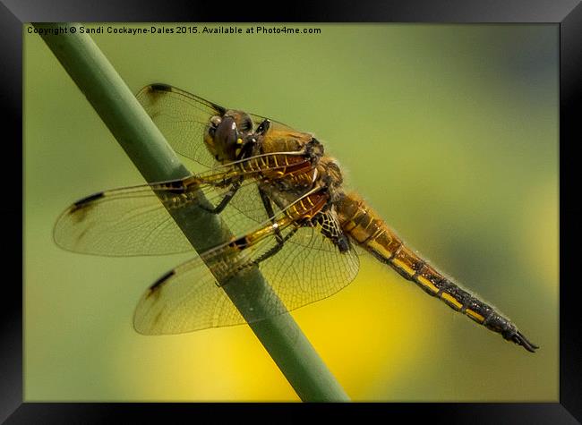  Four Spotted Chaser Framed Print by Sandi-Cockayne ADPS