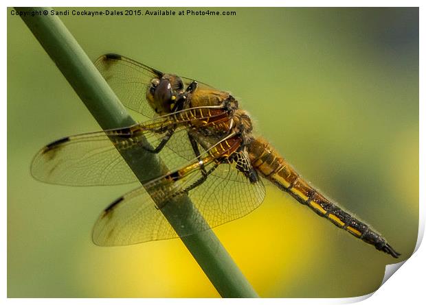  Four Spotted Chaser Print by Sandi-Cockayne ADPS