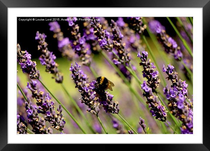  Bee In Lavender Framed Mounted Print by Louise Lord