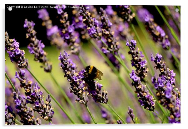 Bee In Lavender Acrylic by Louise Lord