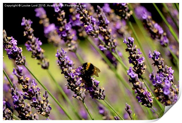  Bee In Lavender Print by Louise Lord