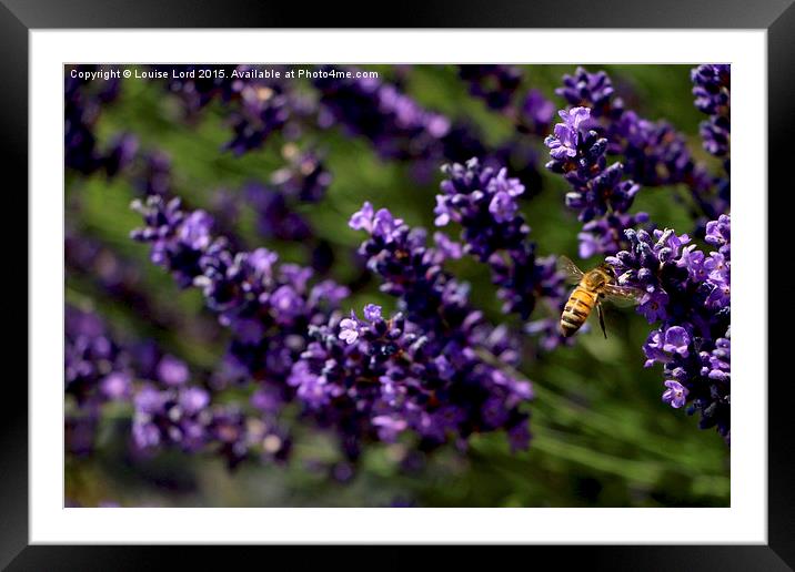 Flight of the Bumble Bee Framed Mounted Print by Louise Lord