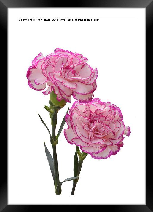  A pair of colourful carnations Framed Mounted Print by Frank Irwin