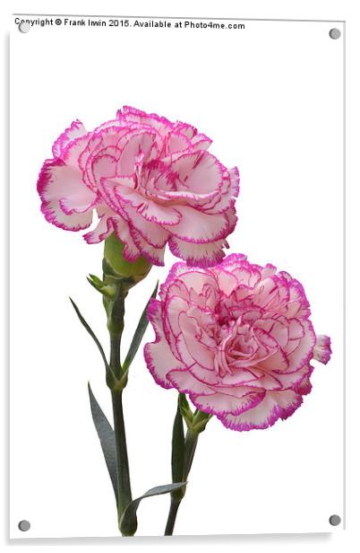  A pair of colourful carnations Acrylic by Frank Irwin