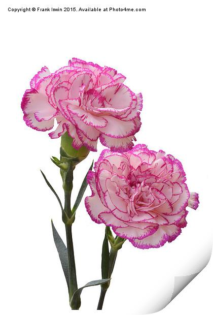  A pair of colourful carnations Print by Frank Irwin
