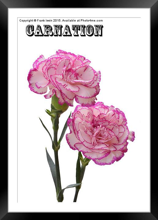  A pair of beautiful carnations Framed Mounted Print by Frank Irwin