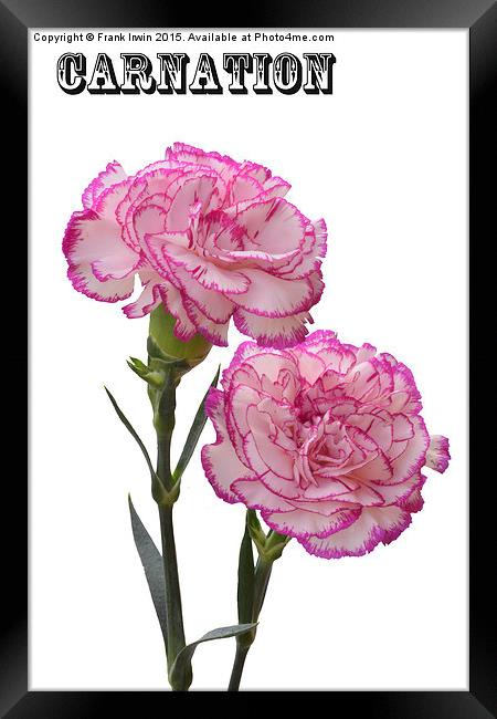  A pair of beautiful carnations Framed Print by Frank Irwin