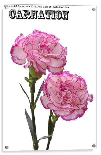  A pair of beautiful carnations Acrylic by Frank Irwin
