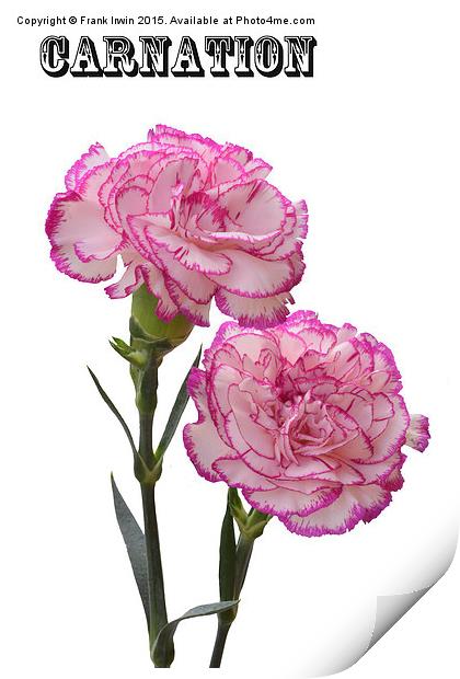  A pair of beautiful carnations Print by Frank Irwin