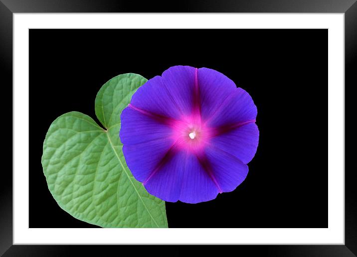  purple flower on a leaf Framed Mounted Print by Marinela Feier