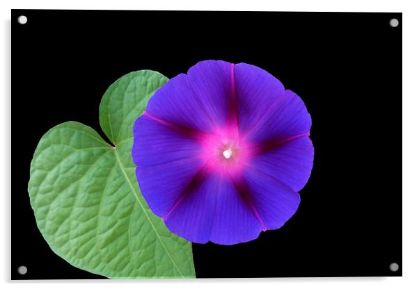  purple flower on a leaf Acrylic by Marinela Feier