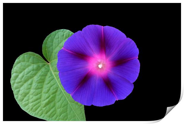  purple flower on a leaf Print by Marinela Feier