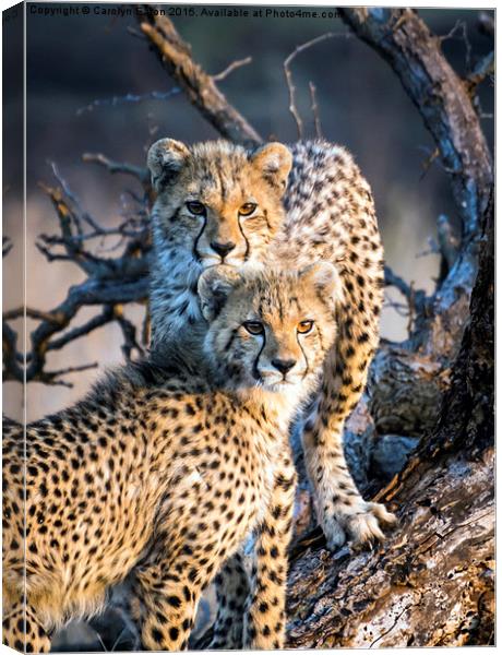  Cheetah Cubs Canvas Print by Carolyn Eaton