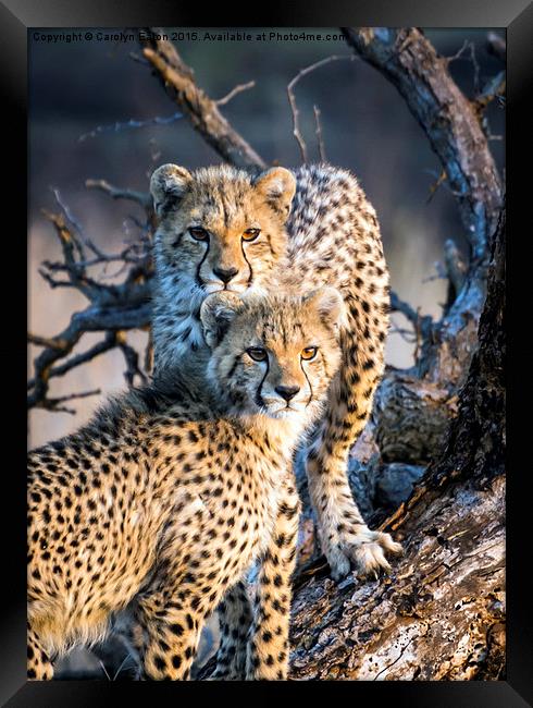  Cheetah Cubs Framed Print by Carolyn Eaton