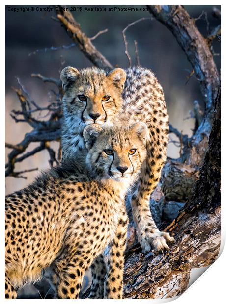 Cheetah Cubs Print by Carolyn Eaton