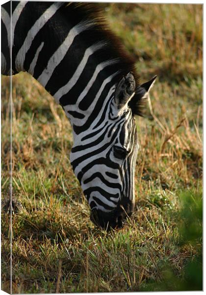 Zebra on the Mara Canvas Print by Chris Turner