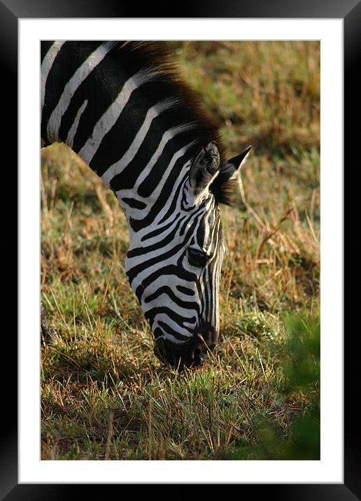 Zebra on the Mara Framed Mounted Print by Chris Turner