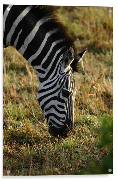 Zebra on the Mara Acrylic by Chris Turner