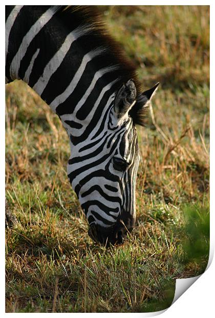 Zebra on the Mara Print by Chris Turner