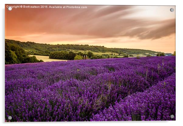  lavender fields in otford Acrylic by Brett watson