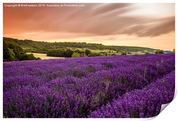  lavender fields in otford Print by Brett watson