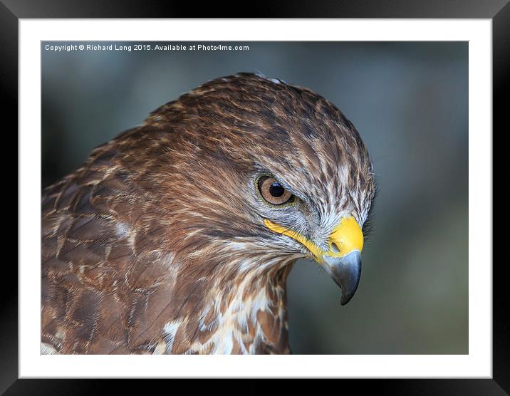 Portrait of a Buzzard Framed Mounted Print by Richard Long