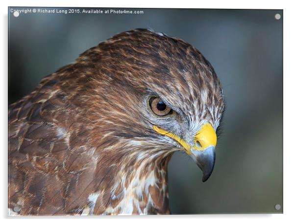 Portrait of a Buzzard Acrylic by Richard Long