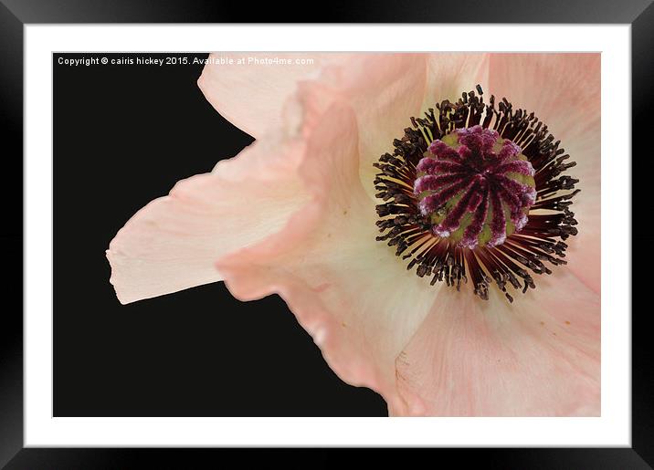  poppy Framed Mounted Print by cairis hickey