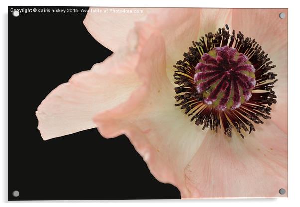  poppy Acrylic by cairis hickey