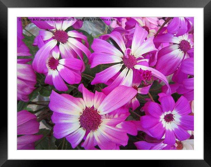  A set of nice pink flowers, Framed Mounted Print by Ali asghar Mazinanian
