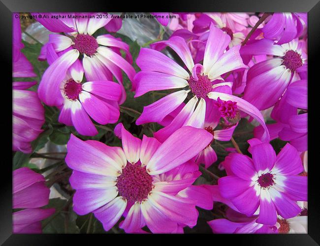  A set of nice pink flowers, Framed Print by Ali asghar Mazinanian