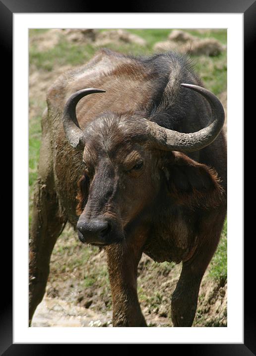 Buffalo at the waterhole Framed Mounted Print by Chris Turner