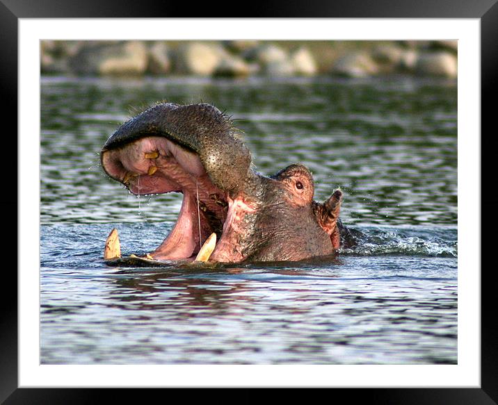 Hippo - flip top head Framed Mounted Print by Chris Turner