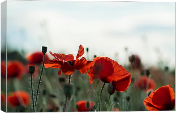  Lovely Poppies Canvas Print by Garry Quinn
