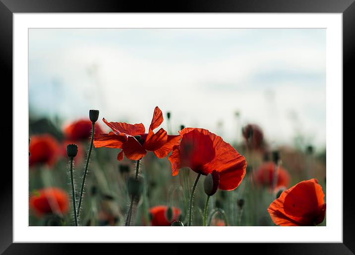  Lovely Poppies Framed Mounted Print by Garry Quinn